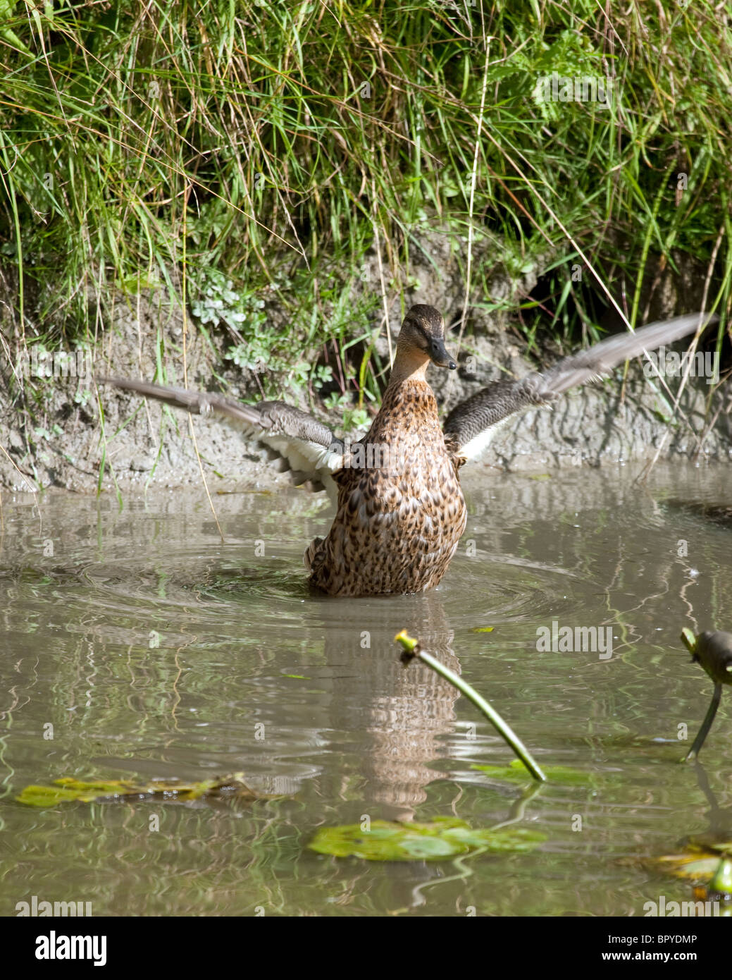 L'exercice de ses ailes de canard colvert Banque D'Images