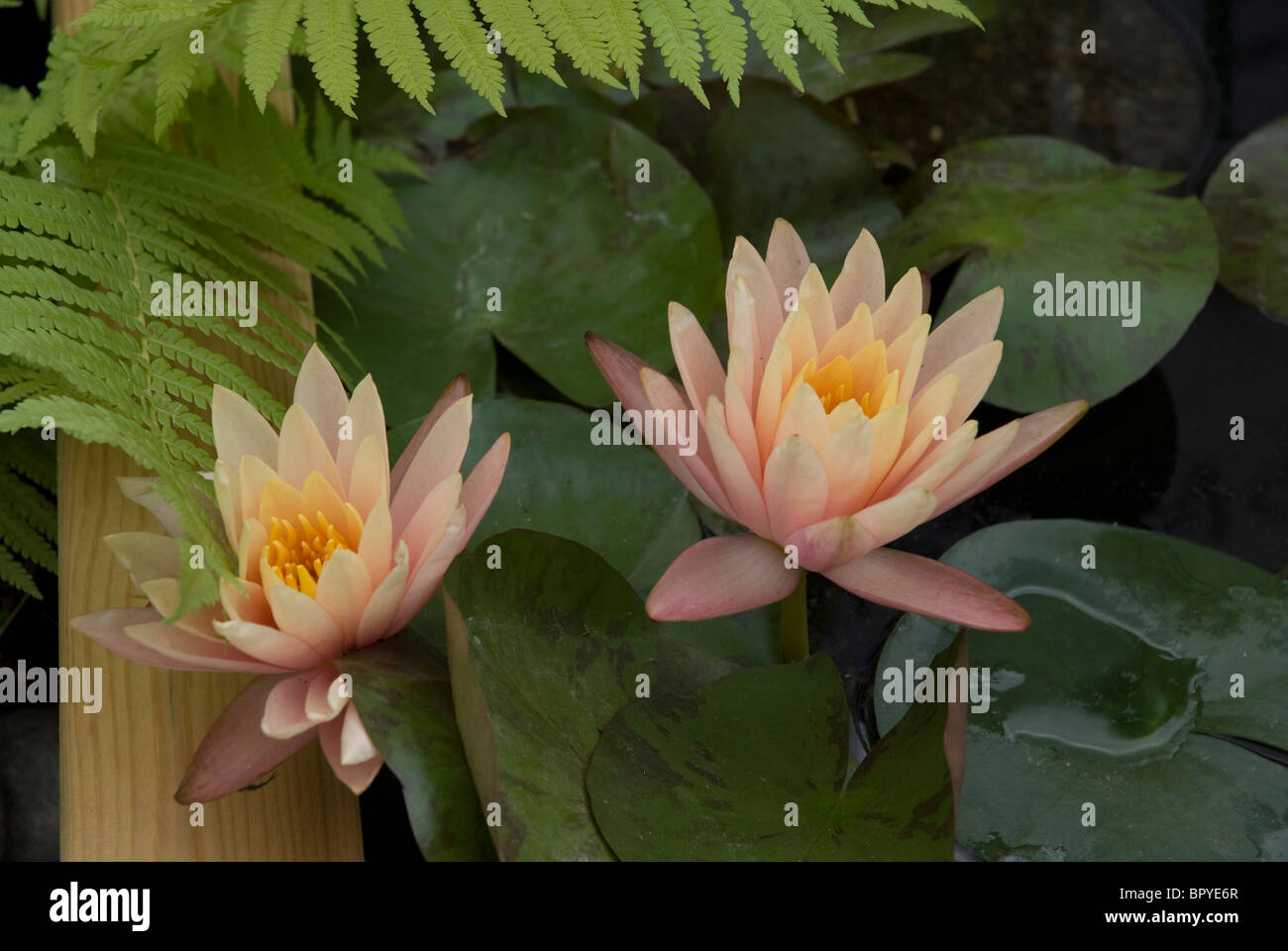 Nénuphar rose deux fleurs au Hampton Court Flower Show England UK Banque D'Images