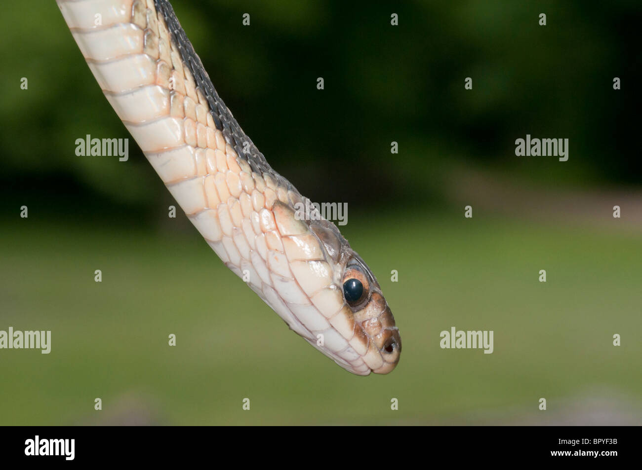 Eastern, Thamnophis sirtalis sirtalis, originaire de l'est Amérique du Nord Banque D'Images