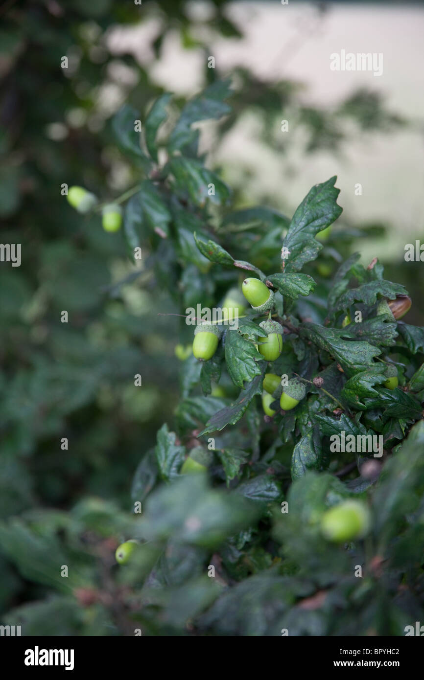 Les glands vert poussant sur un arbre de chêne Hampshire, England United Kingdom. Banque D'Images