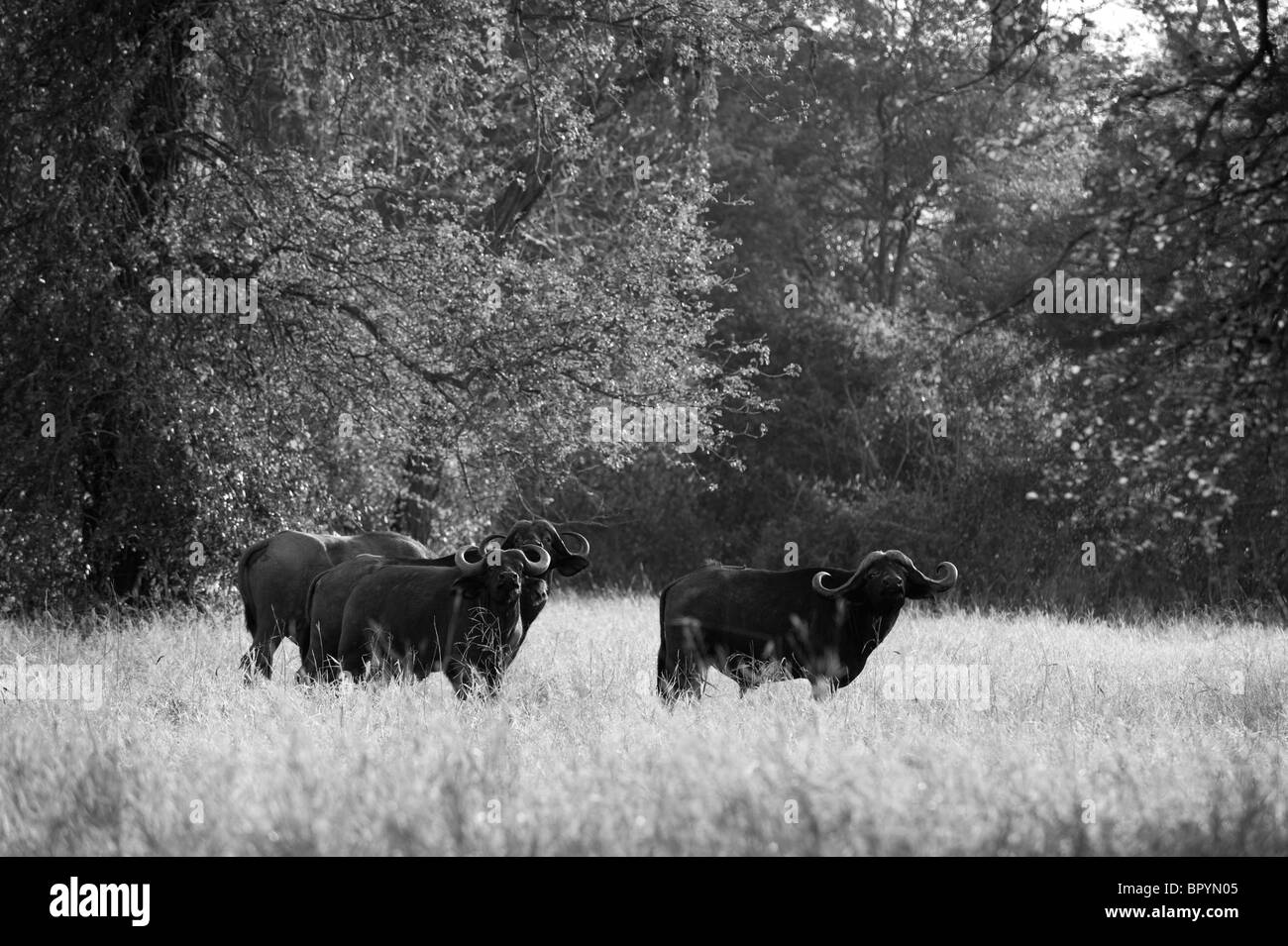 Buffalo (Syncerus caffer caffer), Parc National de Lengwe, Malawi Banque D'Images