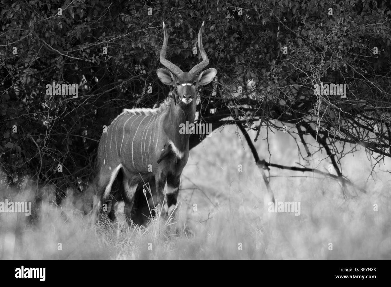Nyala ram (Tragelaphus angasi), Parc National de Lengwe, Malawi Banque D'Images