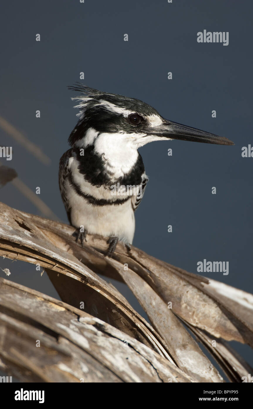 Martin-pêcheur pie (Ceryle rudis), Parc National de Liwonde, Malawi Banque D'Images