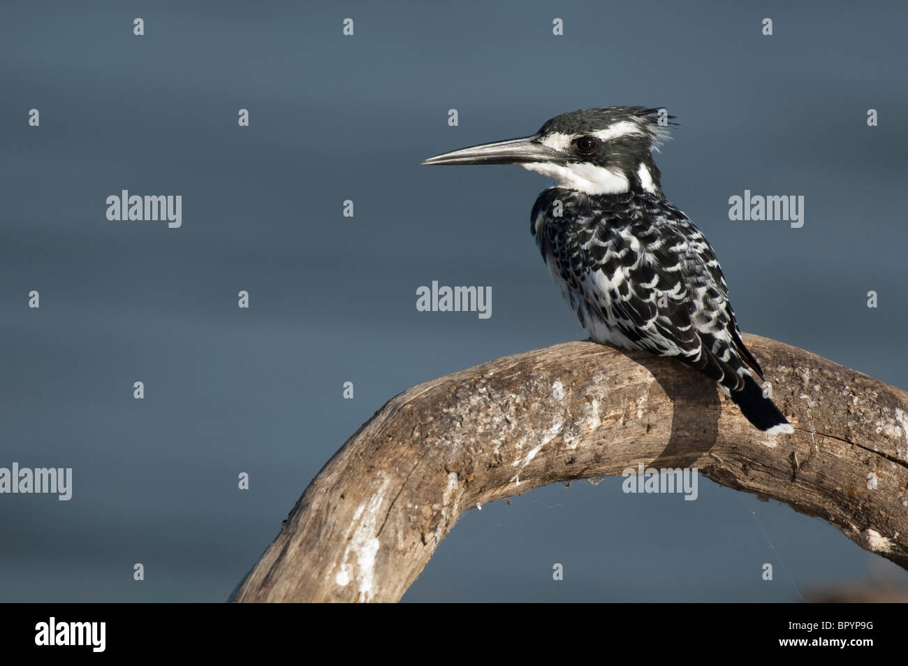 Martin-pêcheur pie (Ceryle rudis), Parc National de Liwonde, Malawi Banque D'Images