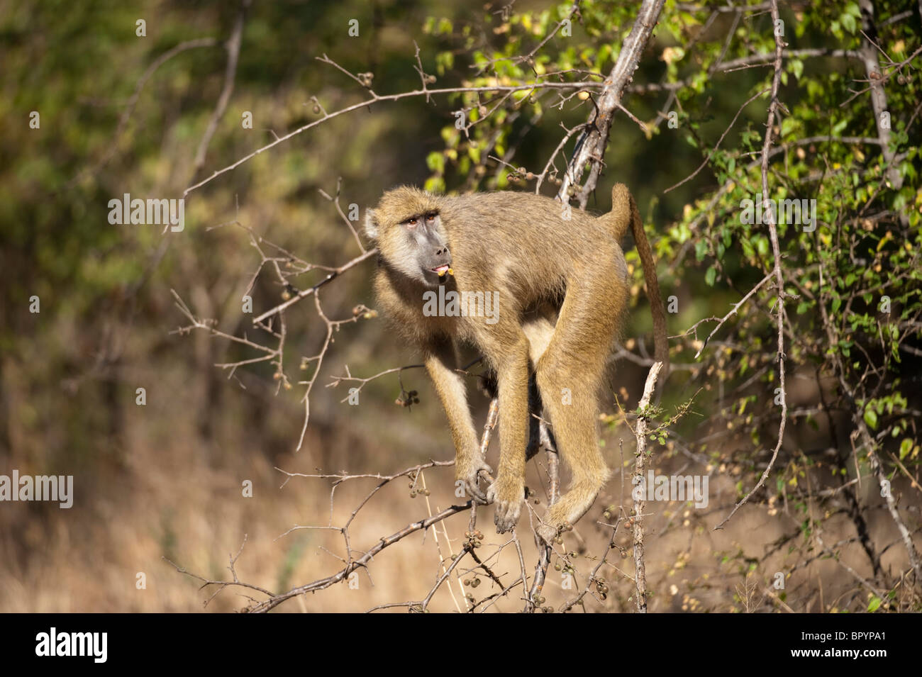 Babouin jaune (Papio cynocephalus), Parc National de Liwonde, Malawi Banque D'Images