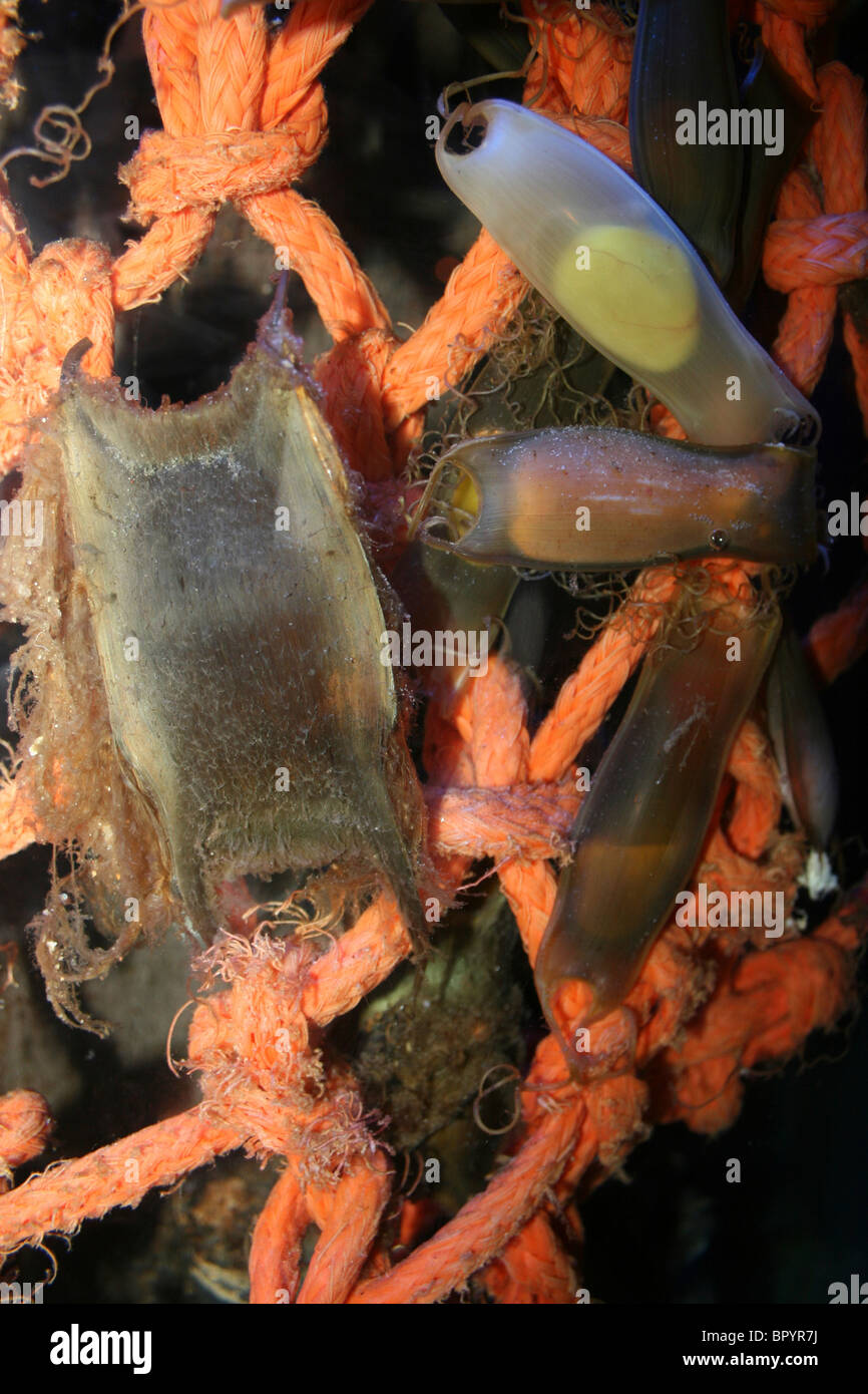 Porte-monnaie de Mermaid: L'oeuf de petit Dogfish tacheté Scyliorhinus canicula et Thornback Ray Raja clavata Banque D'Images