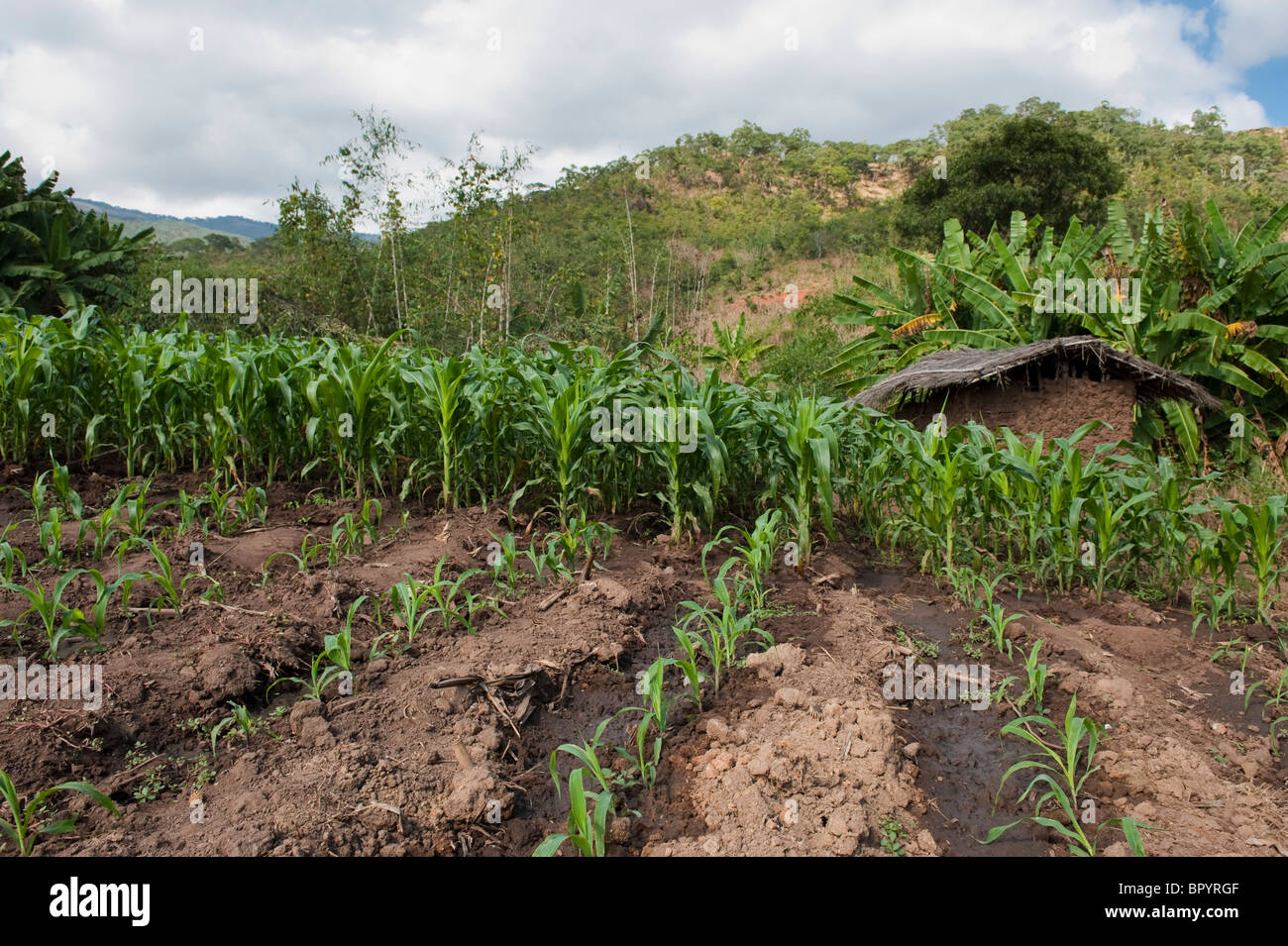 L'agriculture de subsistance, Kandewe village, Rumphi région, Malawi Banque D'Images