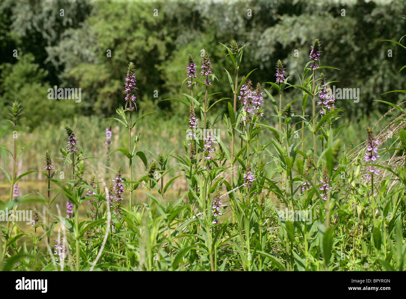 Marsh Woundwort, Stachys palustris, Labiatae Banque D'Images