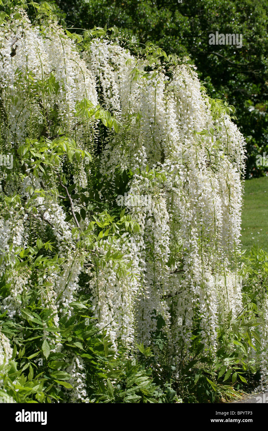 Wisteria Sinensis alba, blanc, Fabaceae Banque D'Images