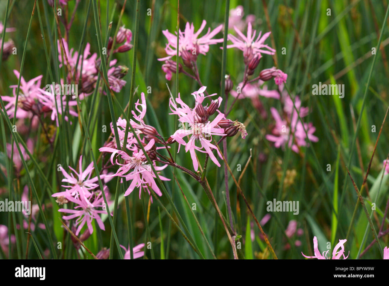 Ragged Robin Fleur - Lychnis flos-cuculi Banque D'Images