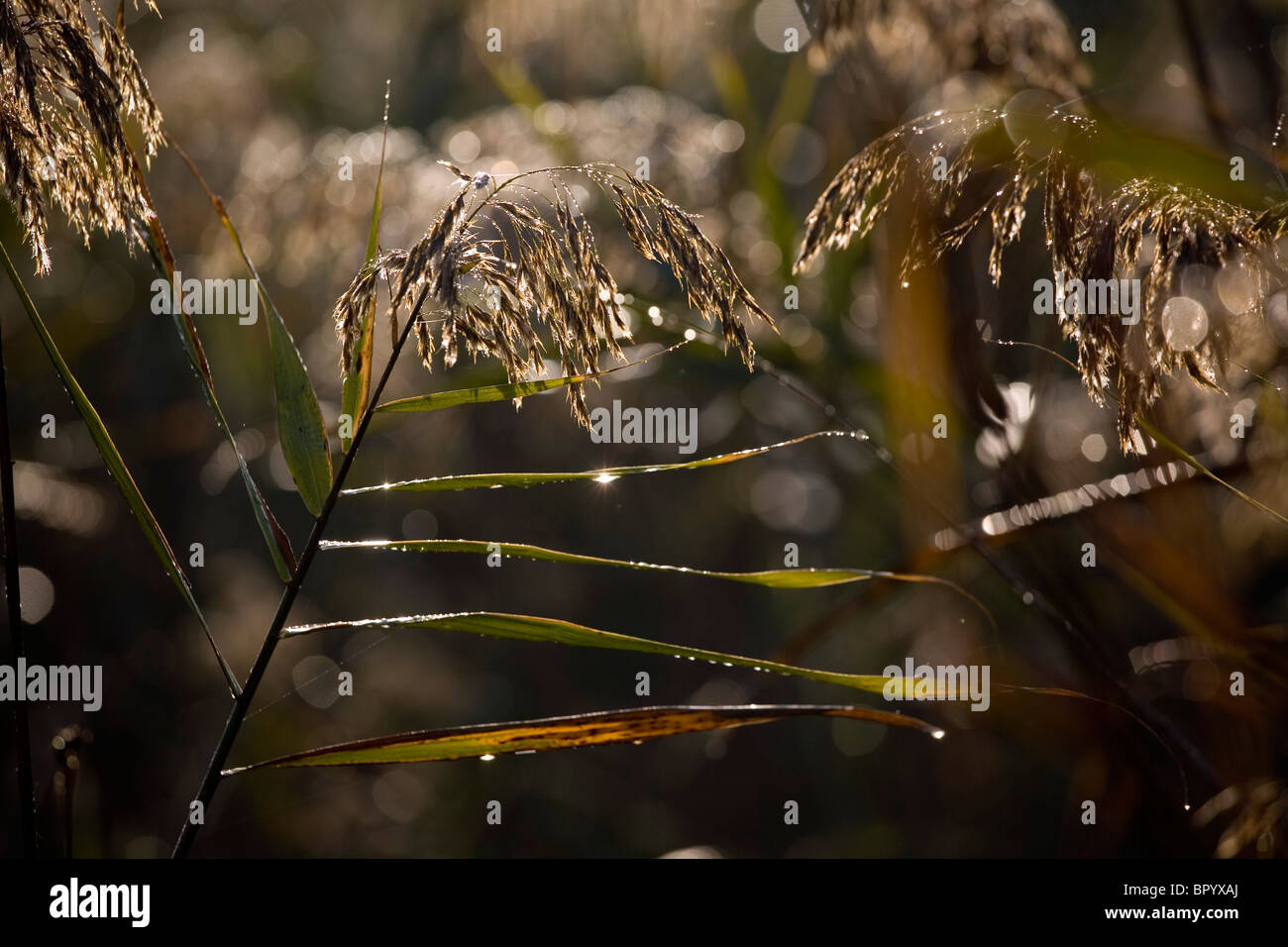 Gros plan sur les gouttes d'eau sur un buisson dans la Galilée Banque D'Images