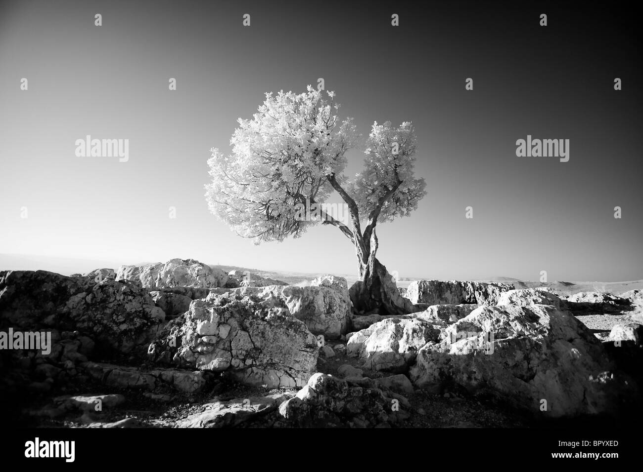 Photographie noir et blanc de l'arbre sur la montagne d'Arbel Banque D'Images
