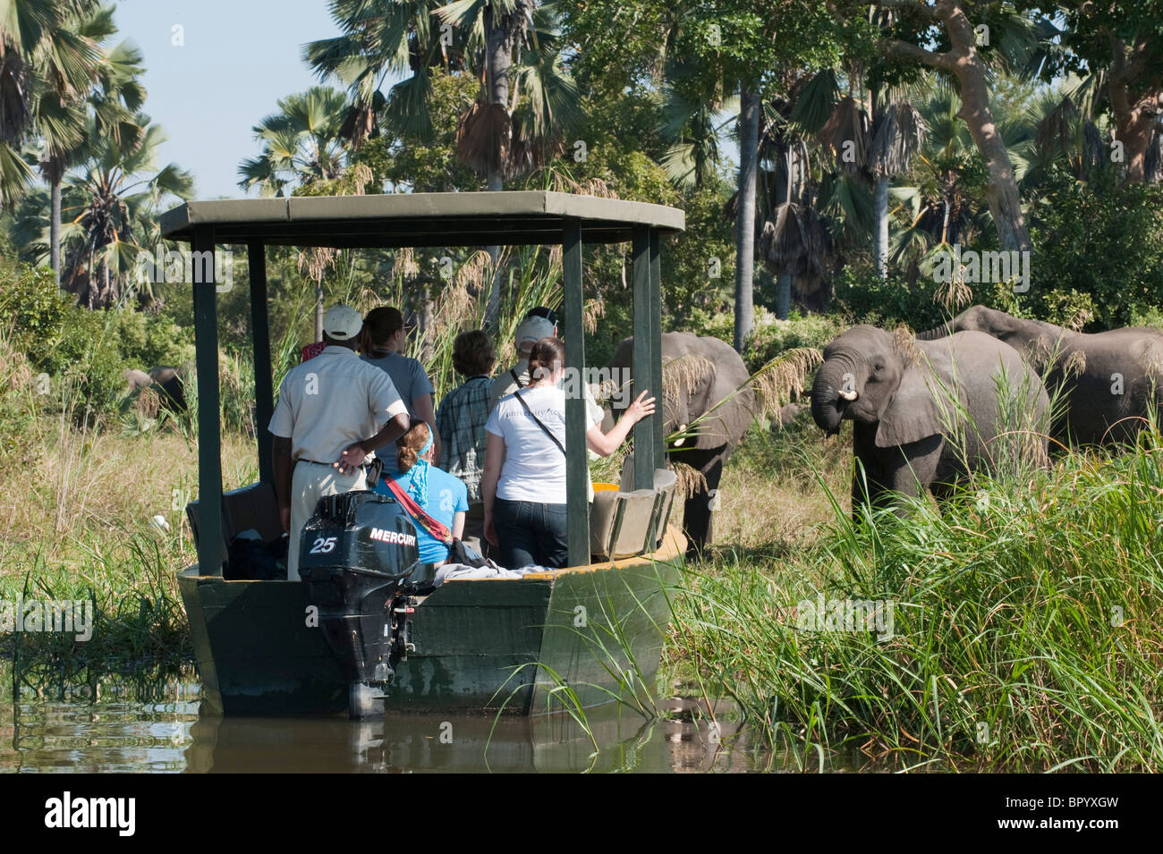 Safari en bateau sur la rivière Shire. L'éléphant africain (Loxodonta africana africana), le Parc National de Liwonde, Malawi Banque D'Images