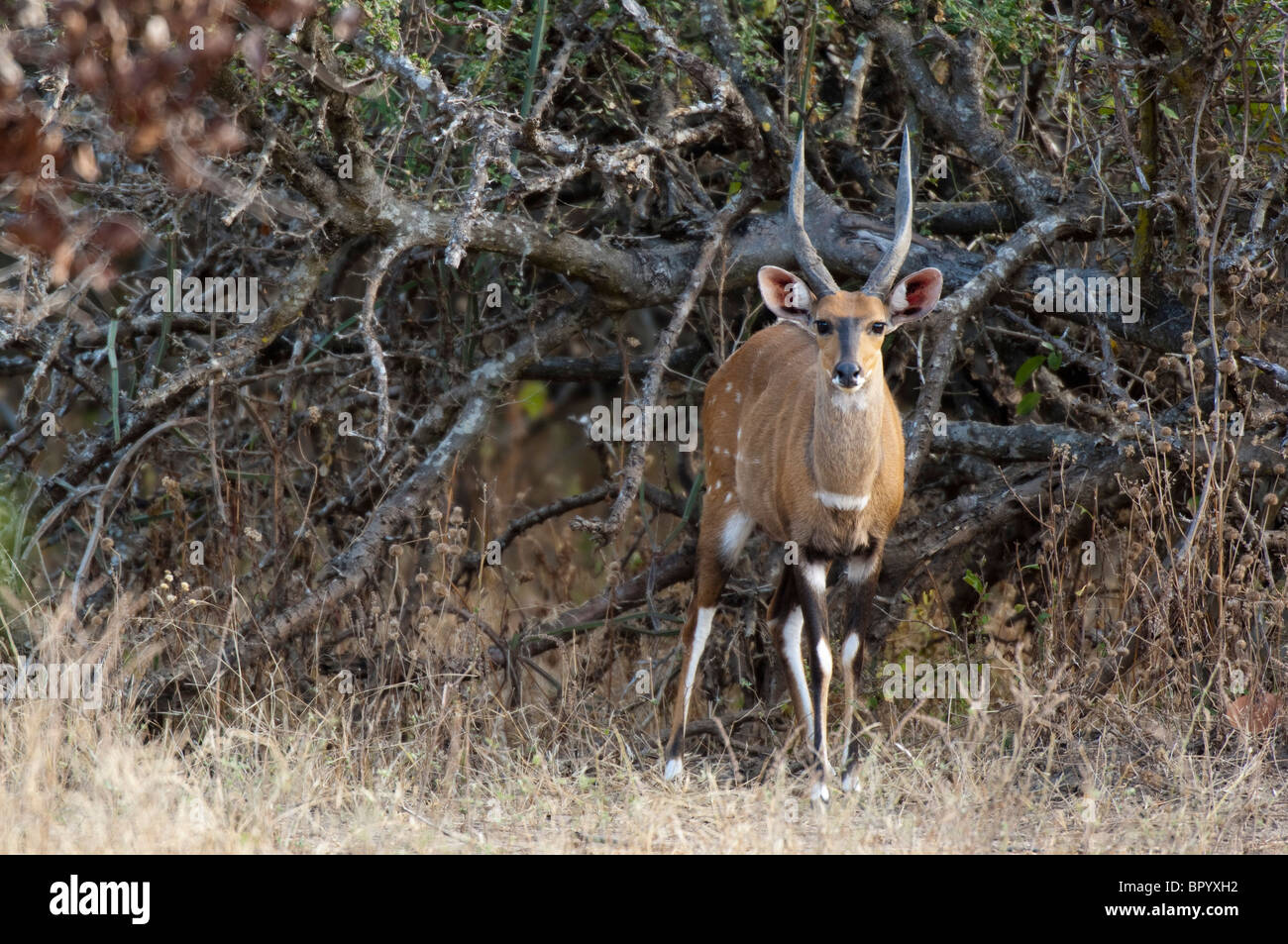Bushbuck (Tragelaphus scriptus), Parc National de Liwonde, Malawi Banque D'Images