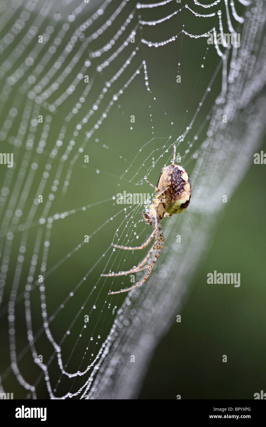 Meta segmentata araignée dans le centre de son site web Banque D'Images