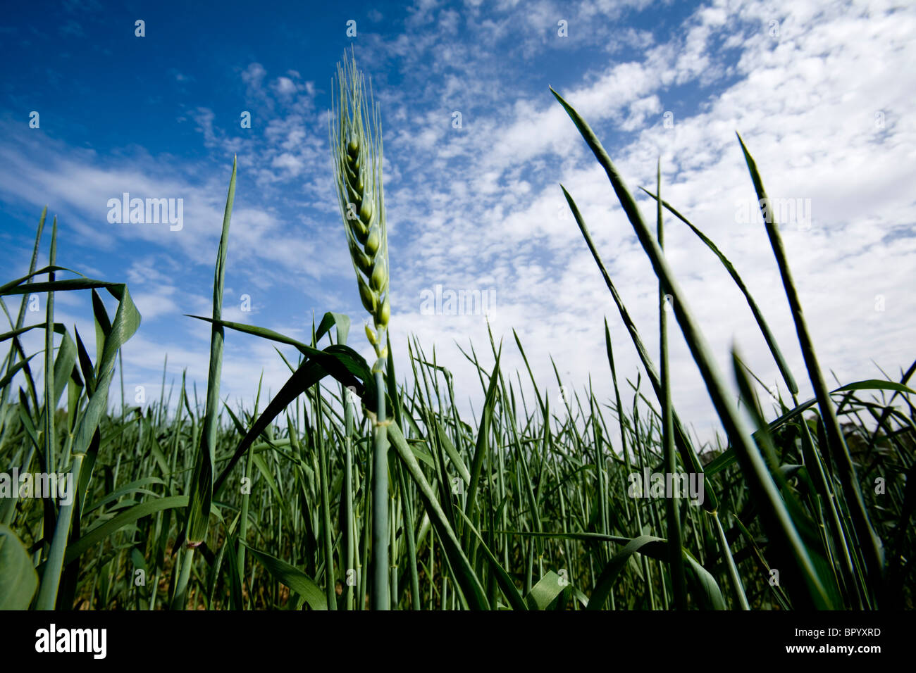 Photographie d'un champ de blé dans l'ouest du Negev Banque D'Images