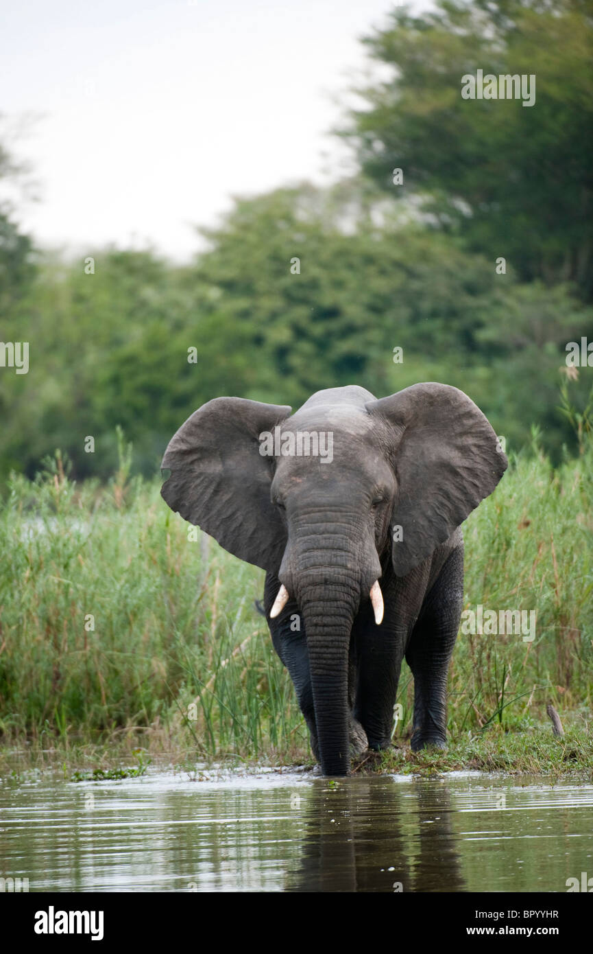 L'éléphant africain (Loxodonta africana africana) dans la Shire River, le Parc National de Liwonde, Malawi Banque D'Images