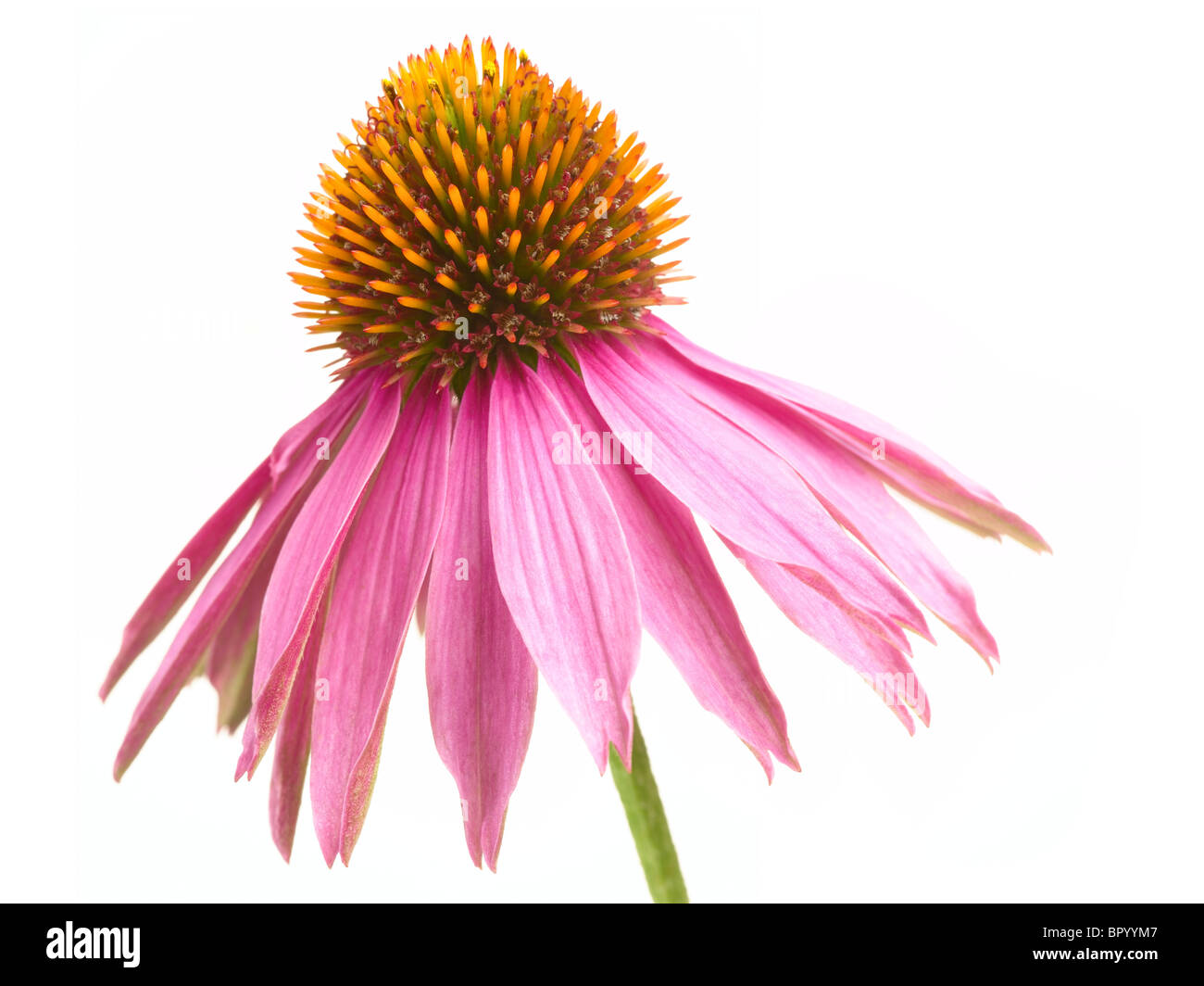 Echinacea Banque D'Images