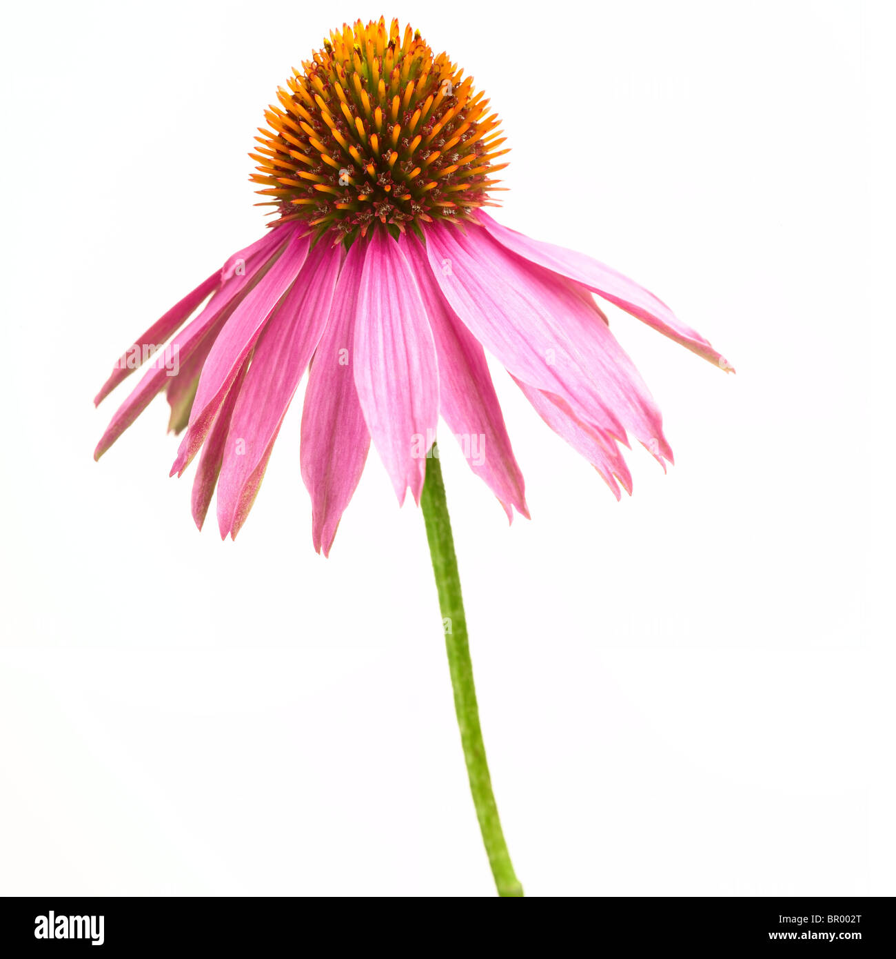 Echinacea Banque D'Images