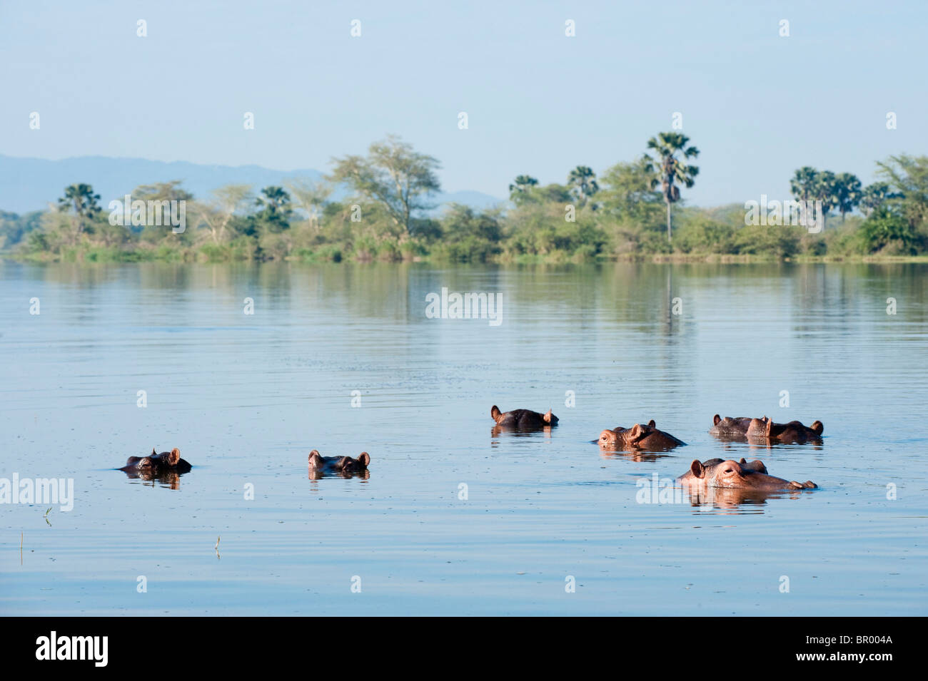 Hippopotame (Hippopotamus amphibius) dans la Shire River, le Parc National de Liwonde, Malawi Banque D'Images