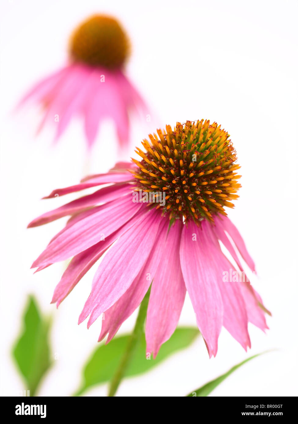 Echinacea Banque D'Images