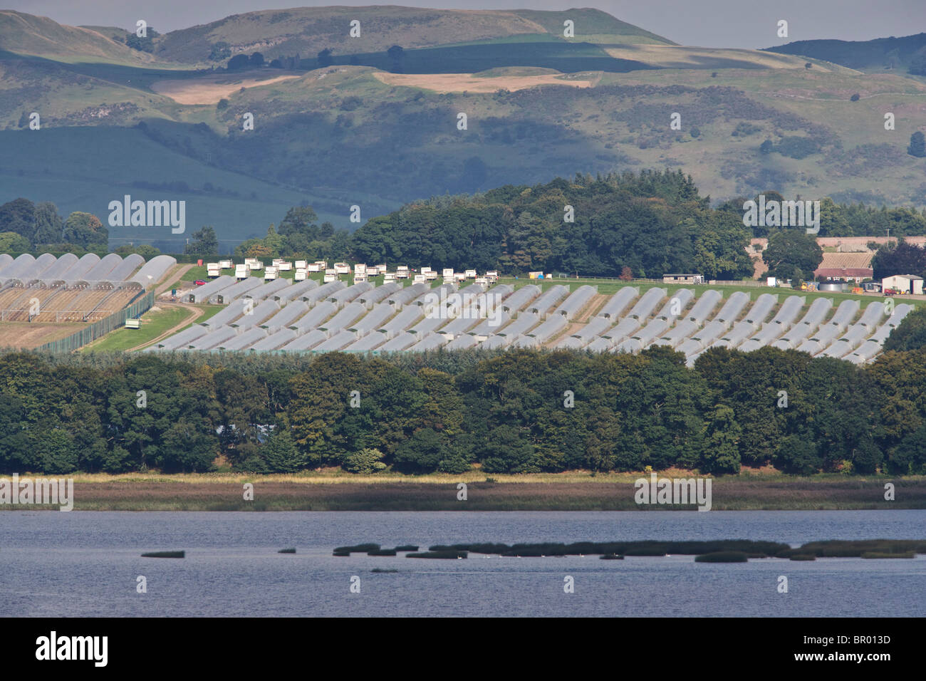 Avis de soft fruit farm dans le Perthshire Banque D'Images