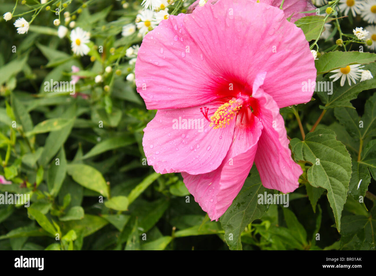 Jardin de fleurs rose en plein air d'été Banque D'Images