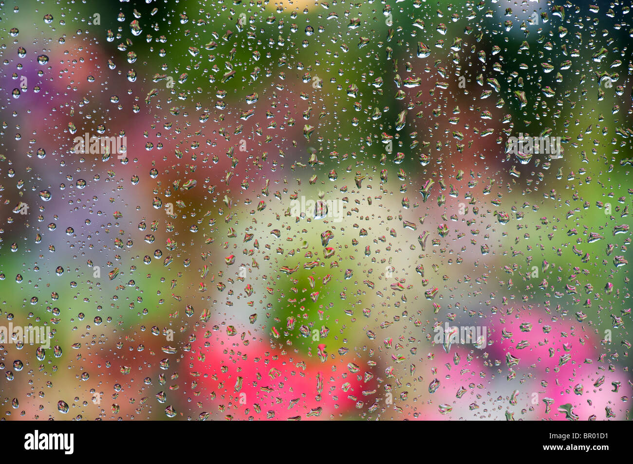 Gouttes de pluie sur un carreau de fenêtre en face d'un jardin coloré Banque D'Images
