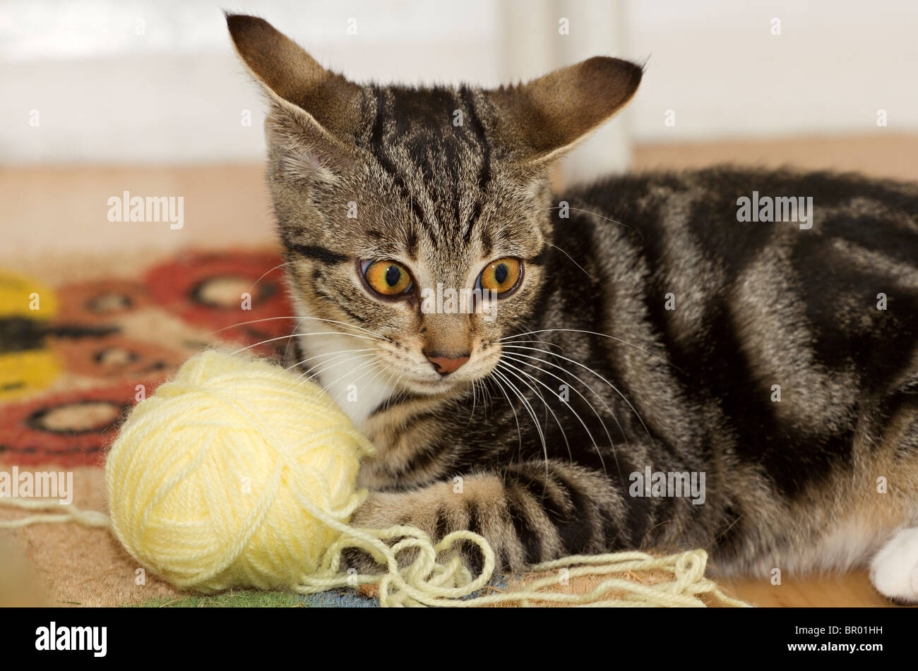 Cute mackerel tabby kitten (Felis catus) oreilles aplati et jouant sur l'étage avec une grande balle de laine jaune Banque D'Images