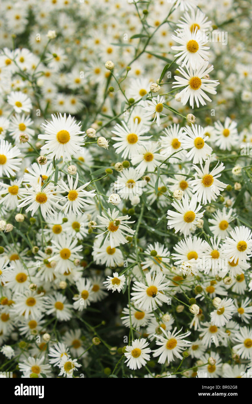 L'été de fleurs jardin white Banque D'Images