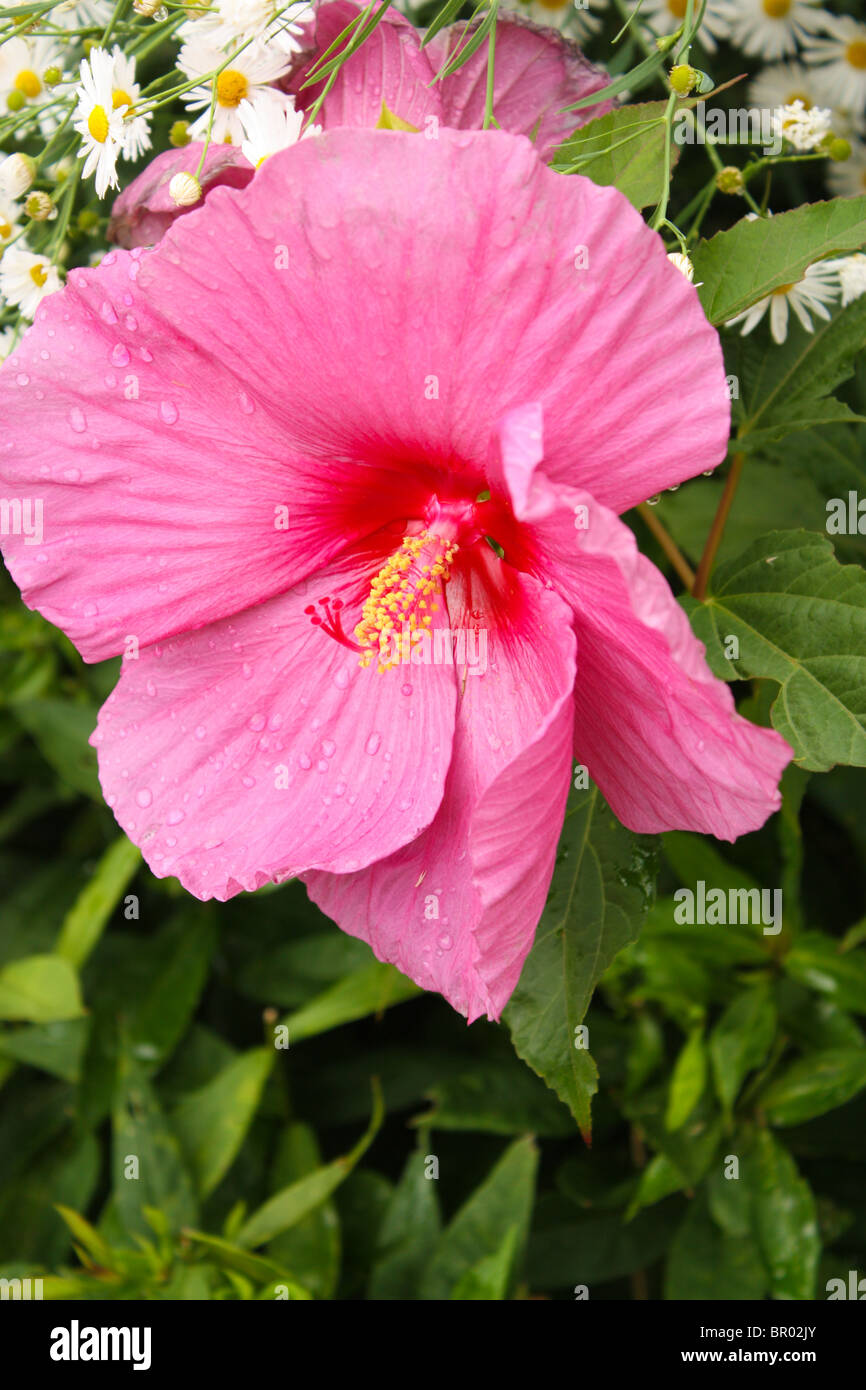 Jardin de fleurs rose en plein air d'été Banque D'Images