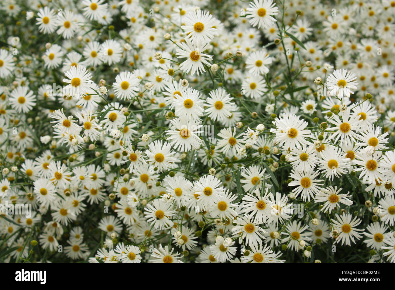 L'été de fleurs jardin white Banque D'Images