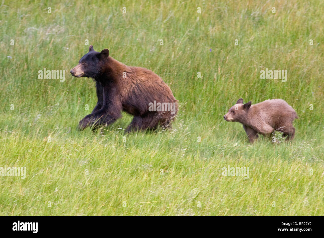 Ours noir Sow et Cub qui traverse Meadow Banque D'Images