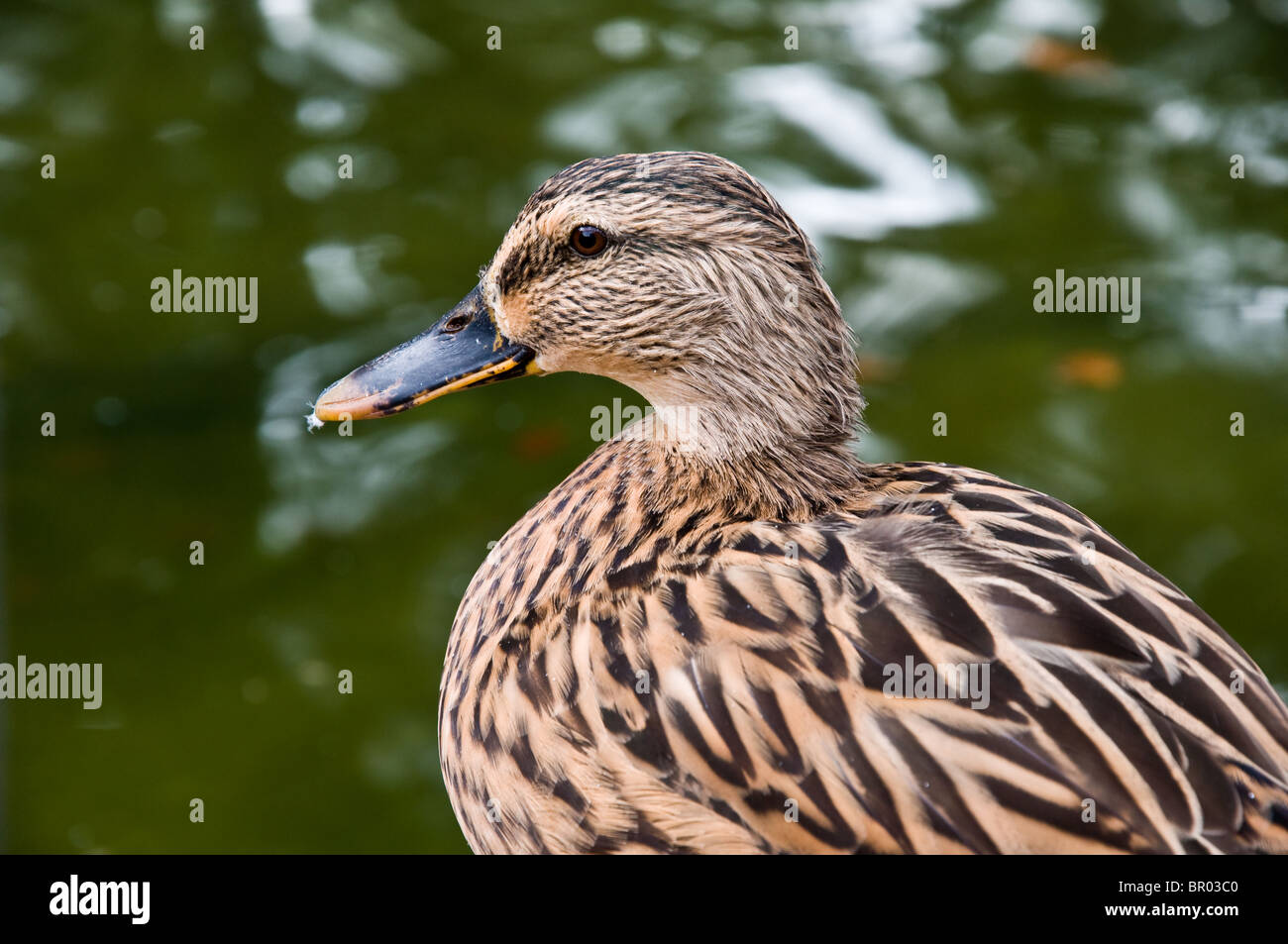 Profil de canard brun avec fond de l'eau brouillée Banque D'Images Profil de canard brun avec fond de l'eau brouillée Banque D'Images
