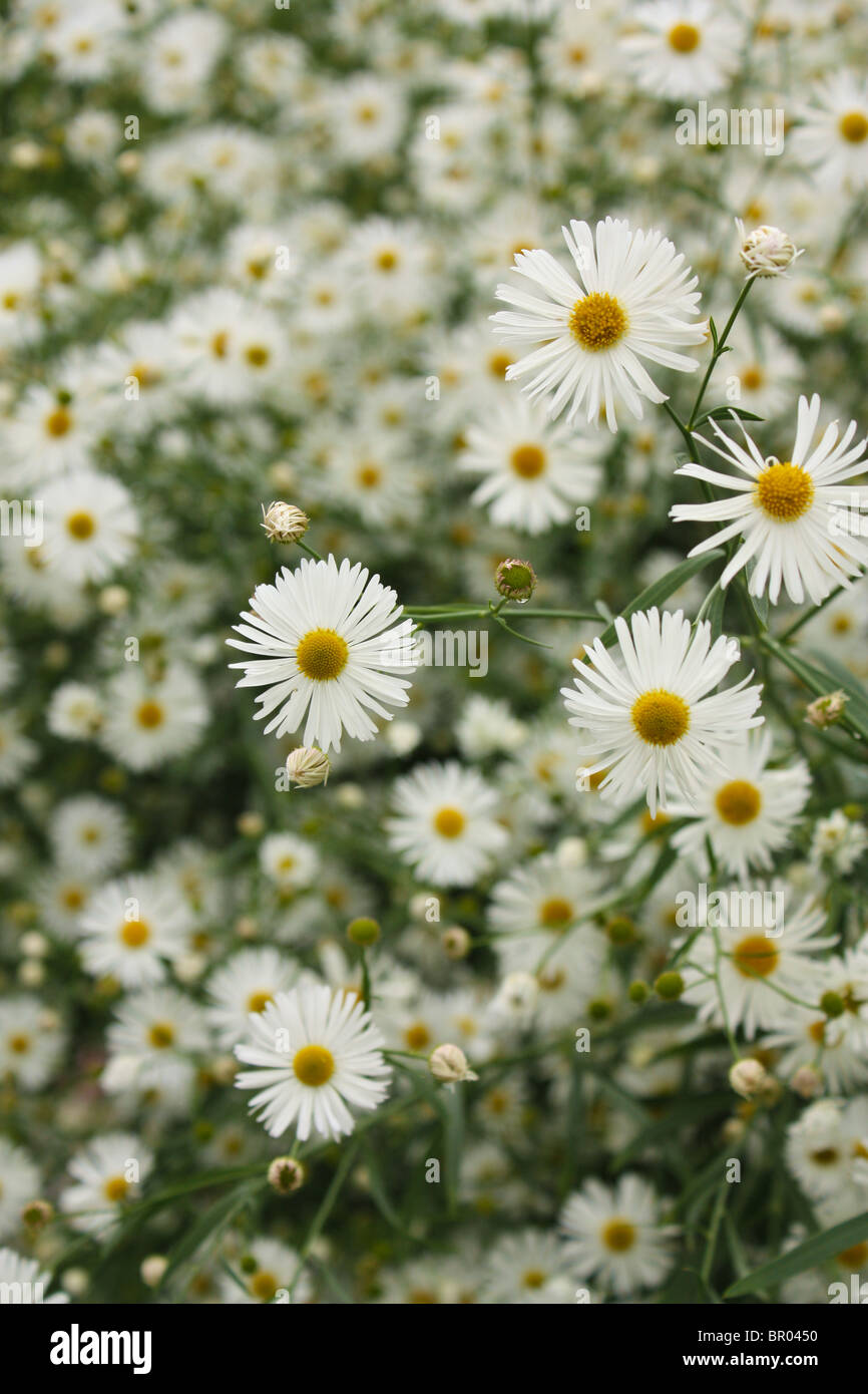 L'été de fleurs jardin white Banque D'Images
