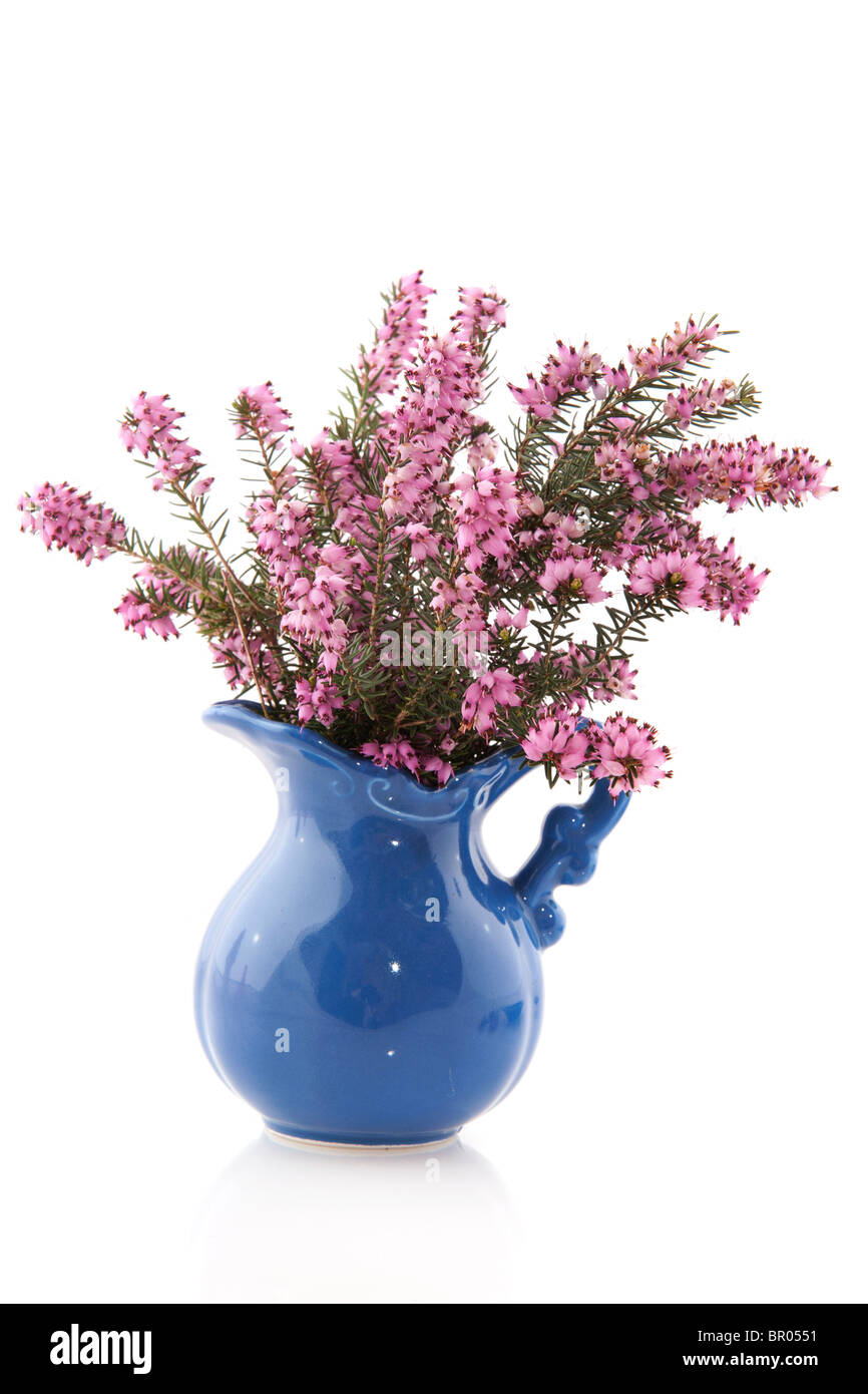 Purple Heather en vase bleu Banque D'Images