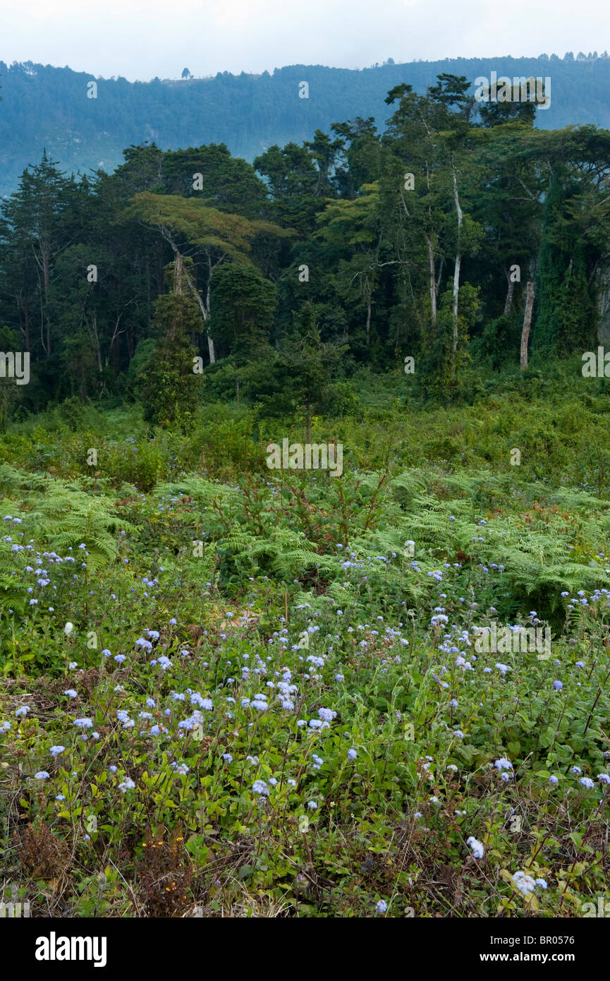 La forêt indigène, plateau de Zomba, Malawi Banque D'Images