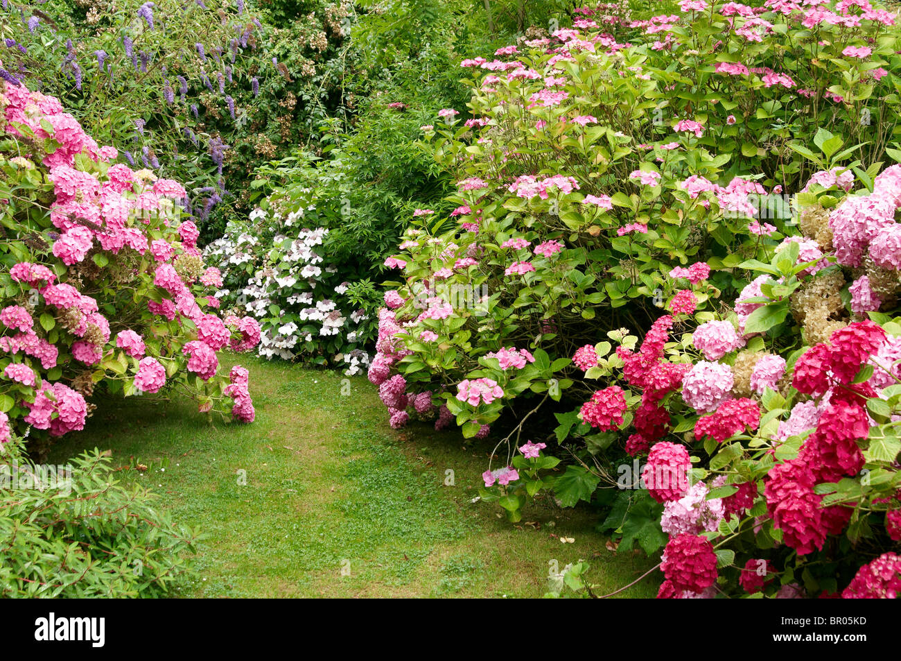 L'hydrangea (Hortensia) plantés dans le grand terrain boisé en bordure d'un jardin anglais à l'East Ruston Old Vicarage Gardens Banque D'Images