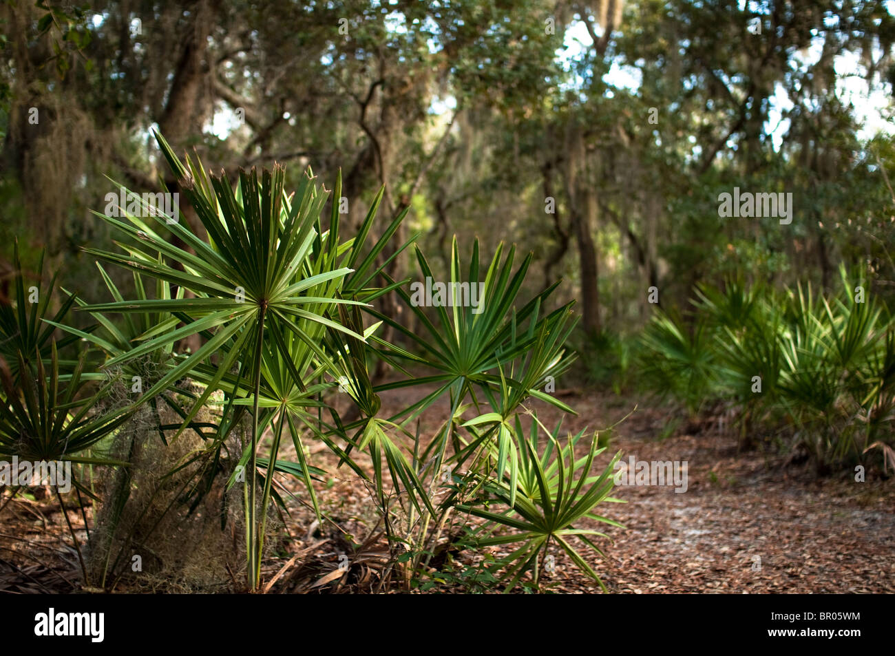 Ligne de palmettes un chemin au Camp Helen, un parc d'État de Floride sur la Floride. Banque D'Images