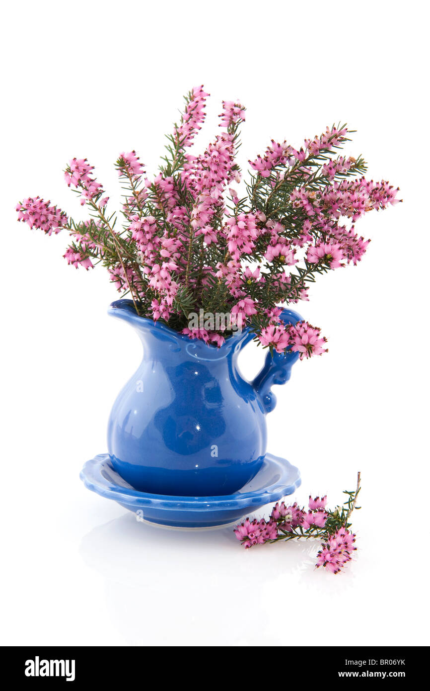 Purple Heather en vase bleu Banque D'Images
