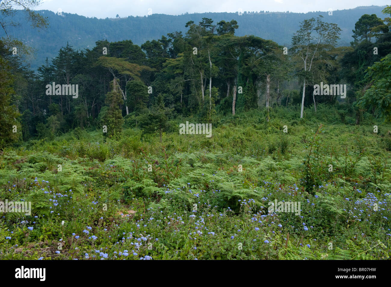 La forêt indigène, plateau de Zomba, Malawi Banque D'Images