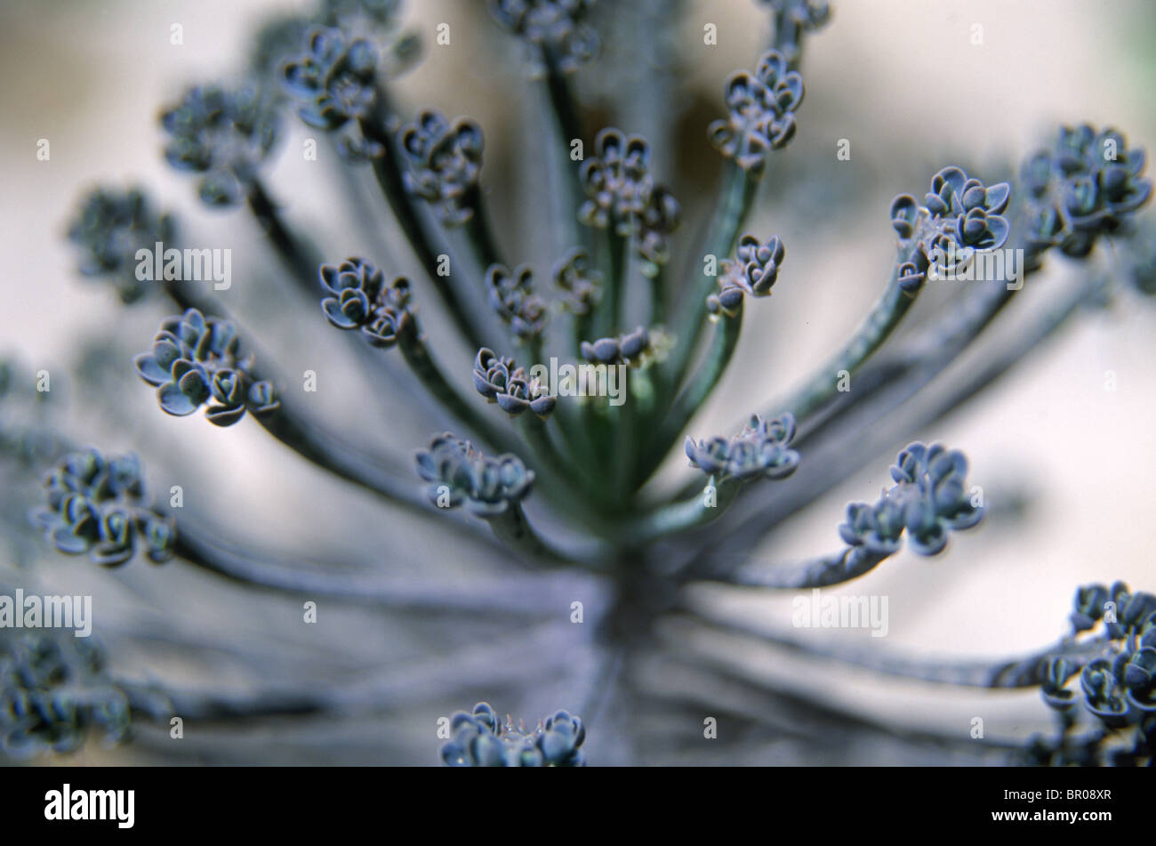 Une plante pousse dans une serre dans le jardins de Babour, Kaboul, Afghanistan Banque D'Images