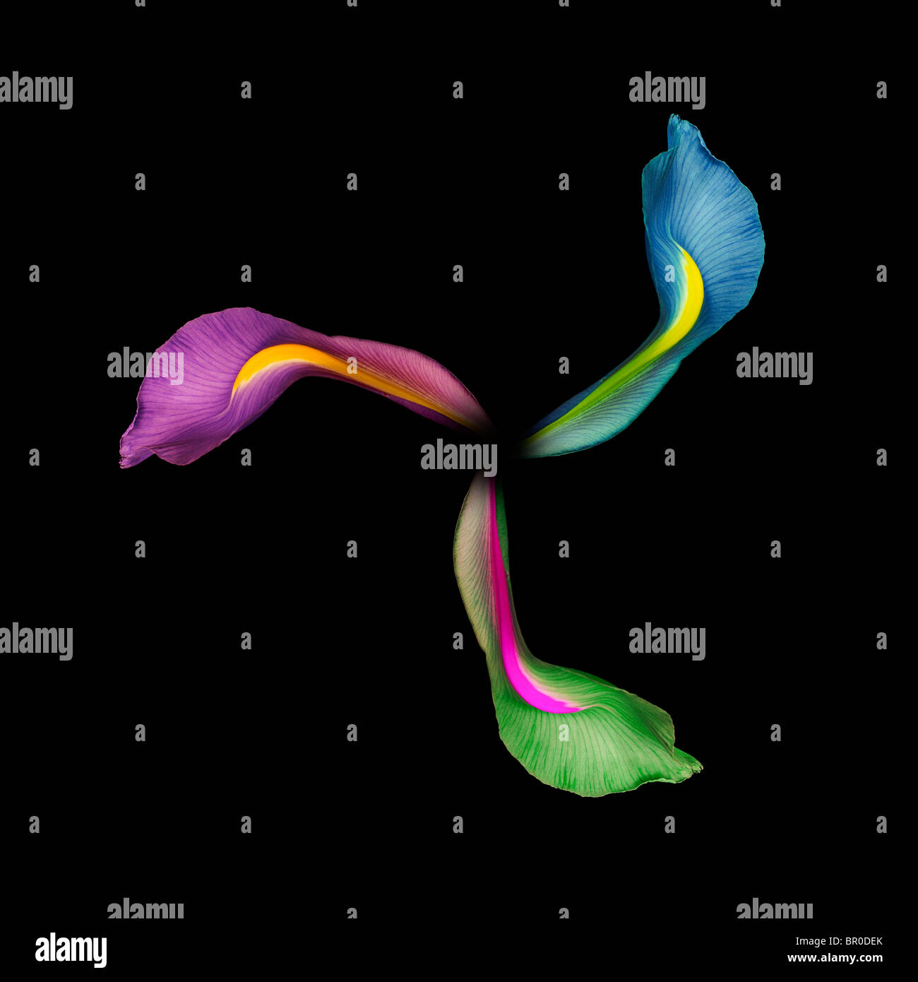 3 différentes couleurs de pétales d'iris dans un modèle circulaire, sur un fond noir Banque D'Images