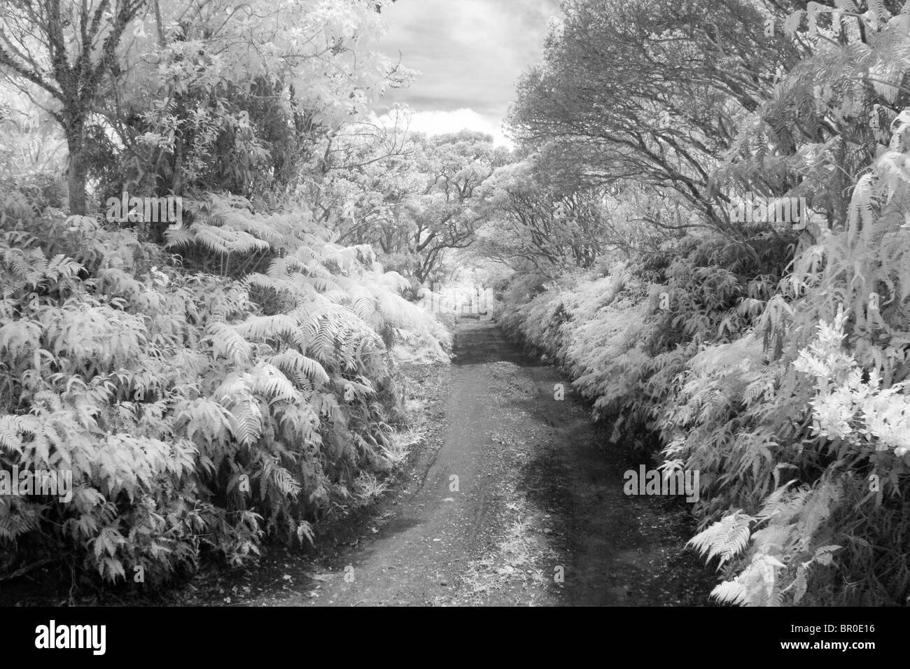 Une vue vers le bas une route de terre 4WD dans le Kamakou préserver sur Molokai, Hawaï. (Infrarouge) Banque D'Images