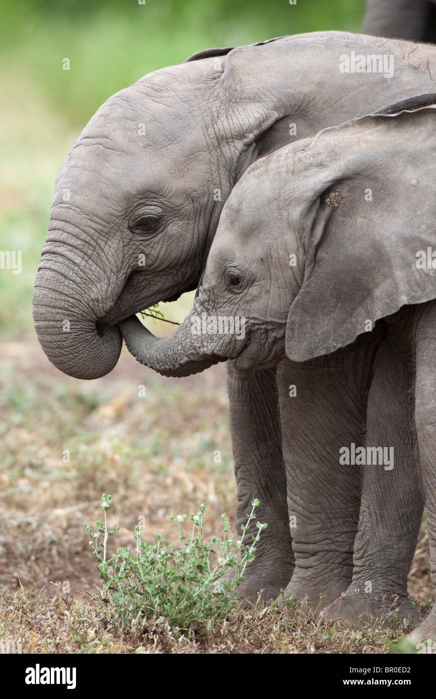Bébé éléphants africains jouant ( Loxodonta africana africana), Mashatu, Tuli Block, Botswana Banque D'Images