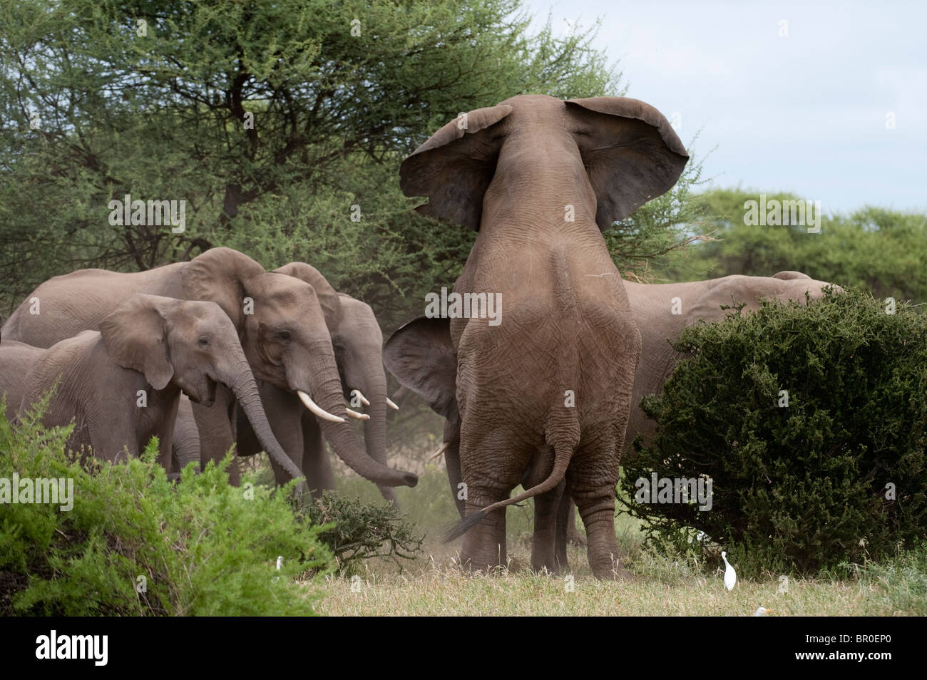 Elephant accouplement Banque de photographies et d’images à haute résolution Alamy