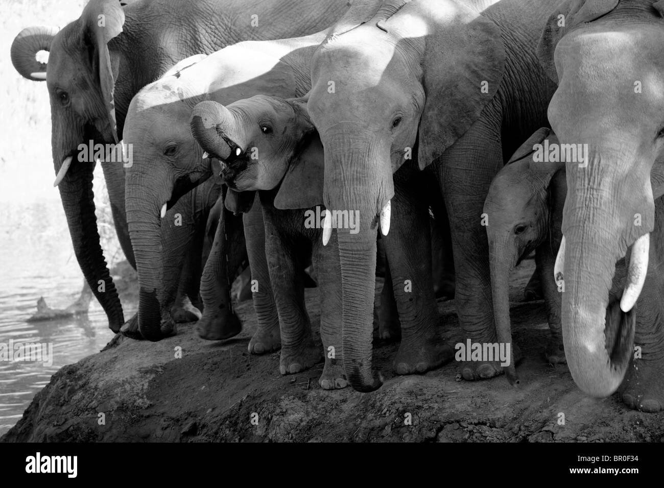 L'éléphant de boire ( Loxodonta africana africana), Mashatu, Tuli Block, Botswana Banque D'Images