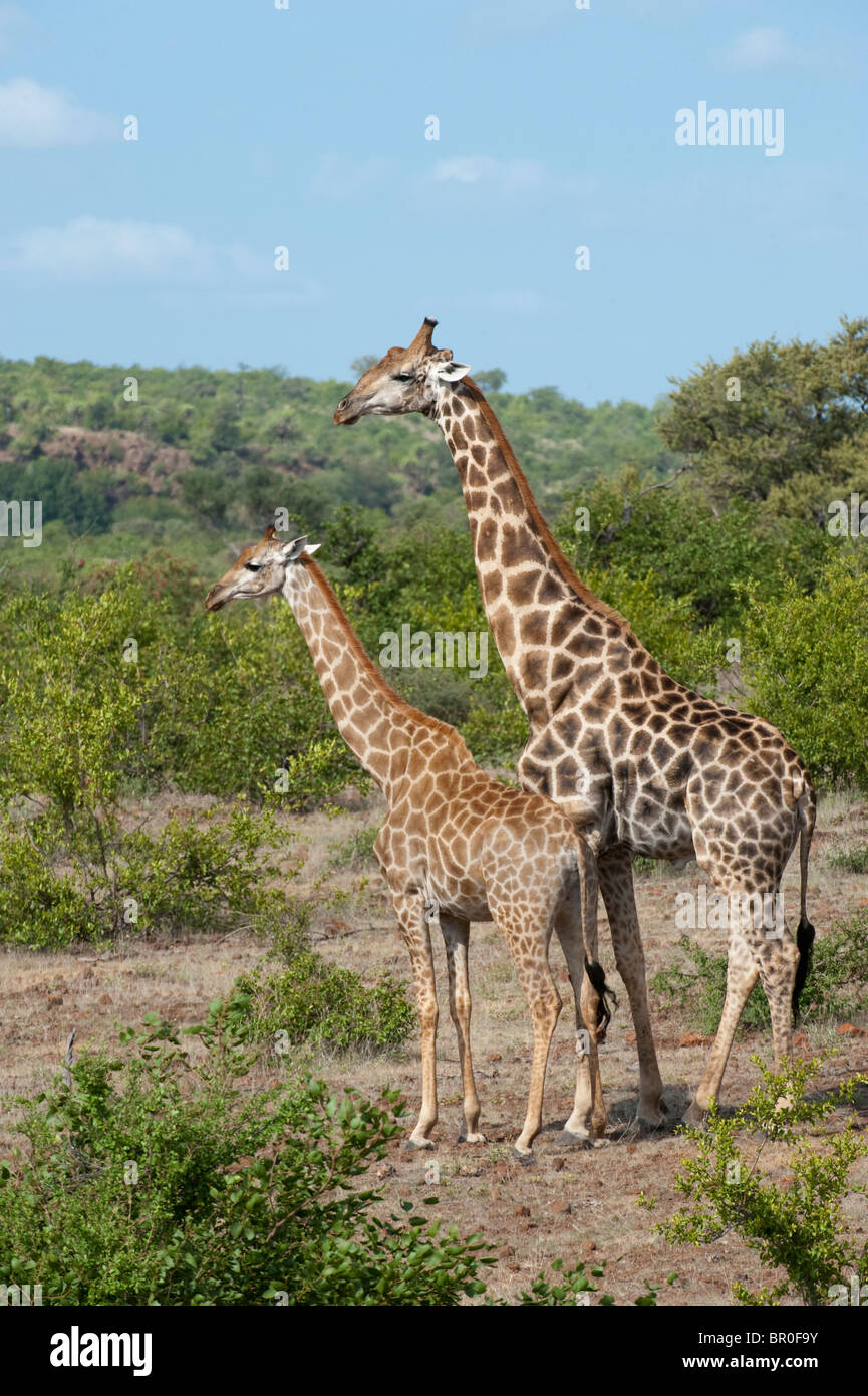 Le sud de girafes (Giraffa camelopardalis giraffa), Mashatu, Tuli Block, Botswana Banque D'Images