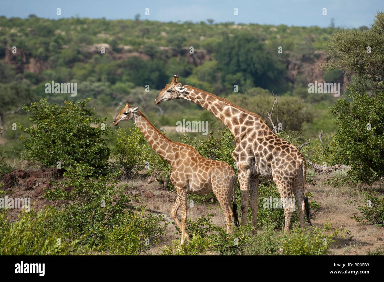 Le sud de girafes (Giraffa camelopardalis giraffa), Mashatu, Tuli Block, Botswana Banque D'Images