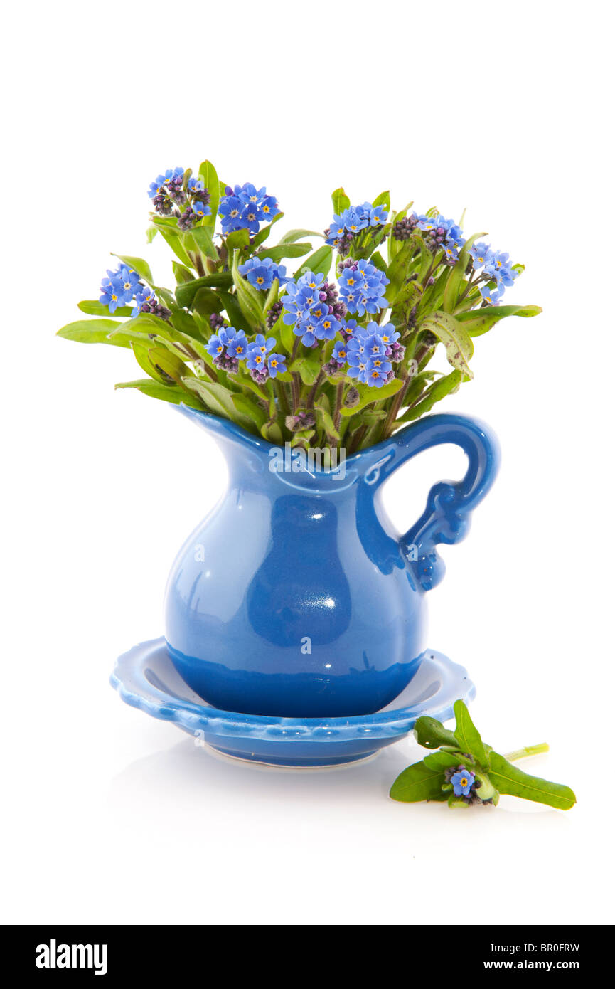 Bouquet bleu ne m'oubliez pas en vase isolé sur fond blanc Banque D'Images